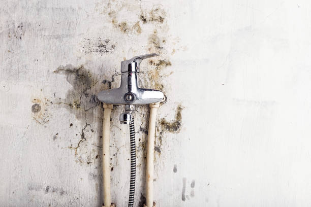 Best DIY Mold Remediation Support Services in Hutchins, TX