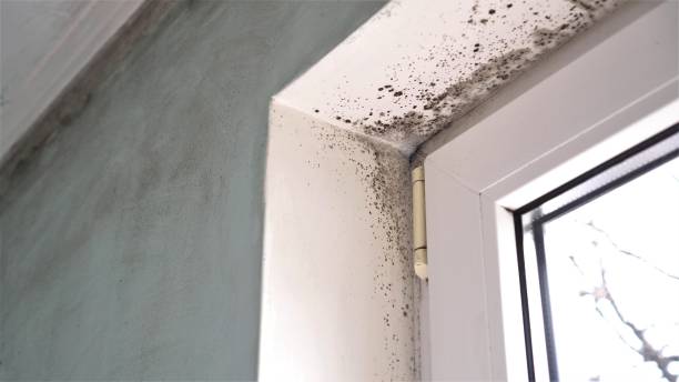 Best Mold Testing and Inspection Services in Hutchins, TX