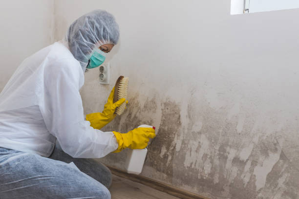 Best Bathroom Mold Remediation in Hutchins, TX
