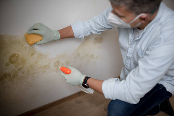 Best Insurance-Related Mold Remediation in Hutchins, TX