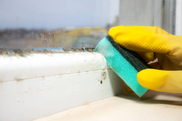 Best Commercial Mold Remediation in Hutchins, TX