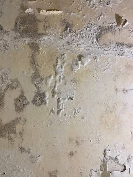 Best Residential Mold Remediation in Hutchins, TX