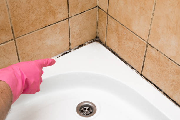 Best Attic Mold Remediation in Hutchins, TX