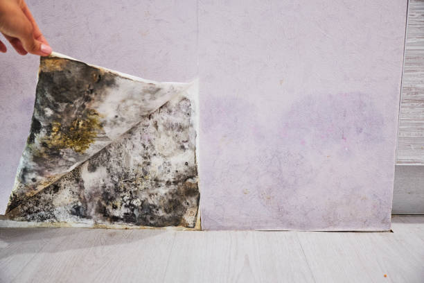 Best Kitchen Mold Remediation in Hutchins, TX